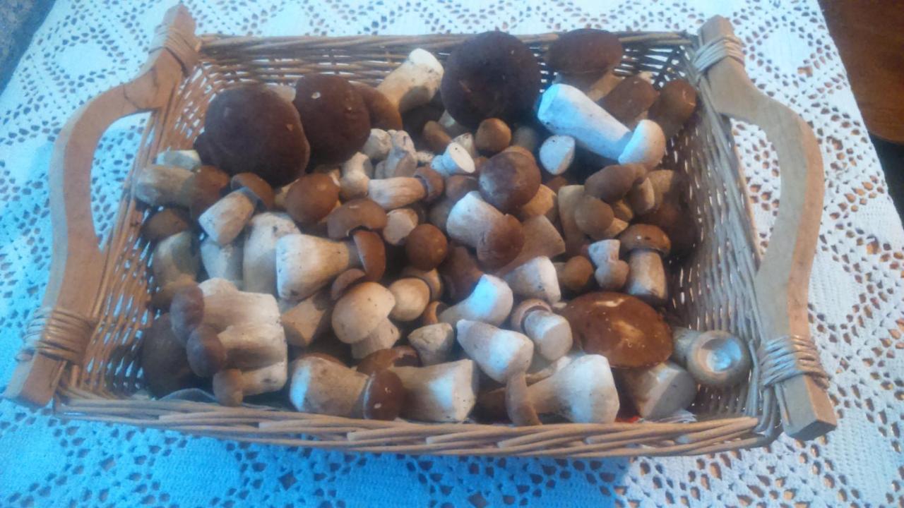 Siedlisko Pod Lasem Zwierzyniec Exterior foto